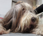 Primrose,bearded collie teef,17 jaar!!! krijgt acupunctuur, homeopathie en speciale voeding. Ze doet het goed!